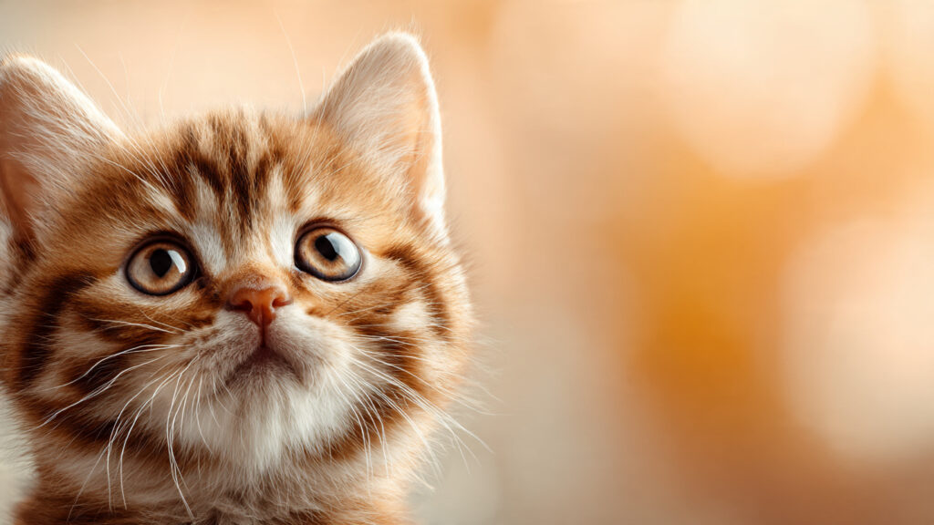 cute cat names3