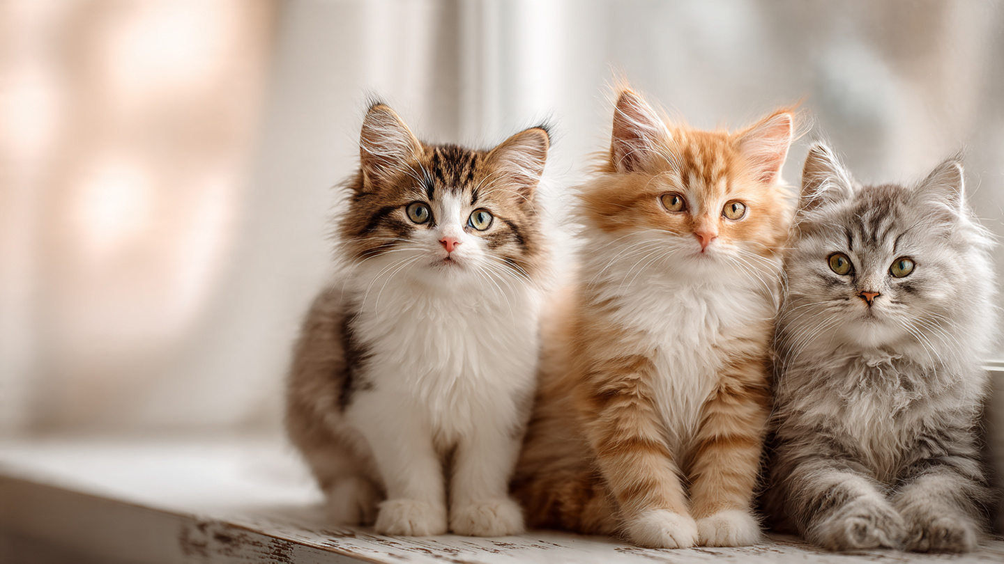 Cat Names by Personality
