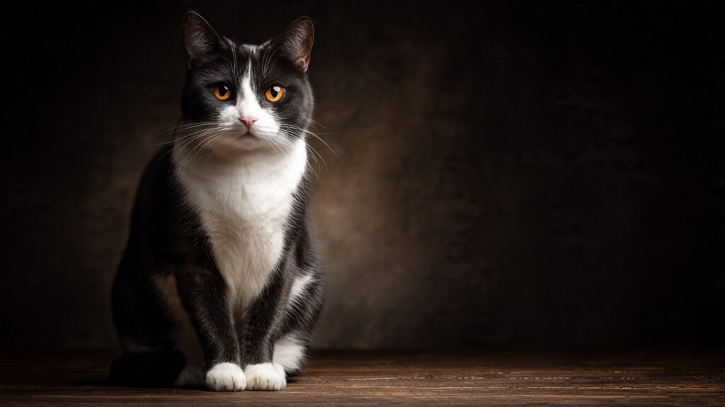 Sassy & Bold Cat Names