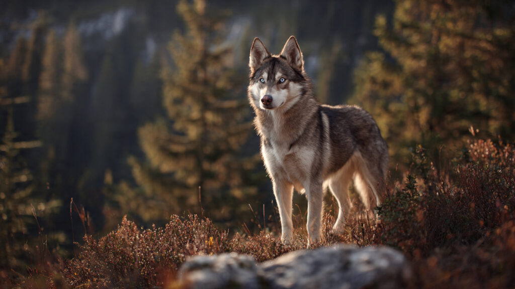 Powerful Male Dog Names